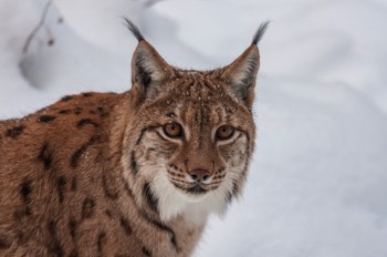 Luchs - Eurasian lynx - Lynx lynx