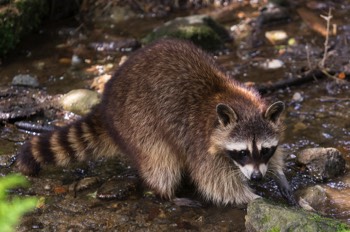  Waschbär - Racoon - Procyon lotor 