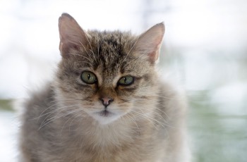  Wildkatze - Wildcat - Felis silvestris 