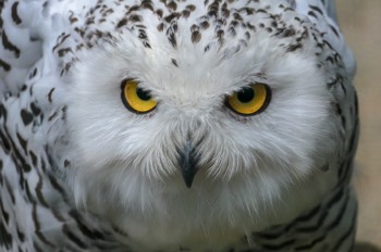 Schnee-Eule - Snowy Owl - Bubo scandiacus