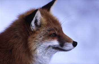Rotfuchs - Red fox - Vulpes vulpes