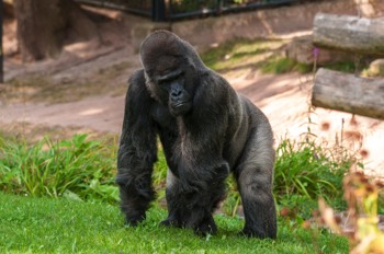 Flachlandgorilla - Lowland Gorilla - Gorilla gorilla gorilla