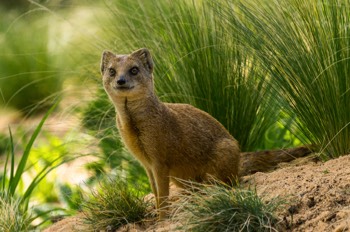 Fuchsmanguste - Yellow mongoose - Cynictis penicillata