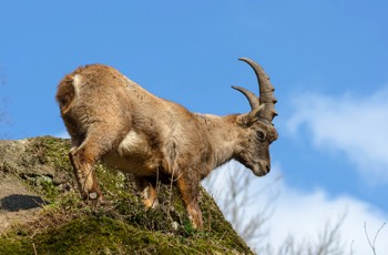 Alpensteinbock - Alpine Ibex - Capra ibex