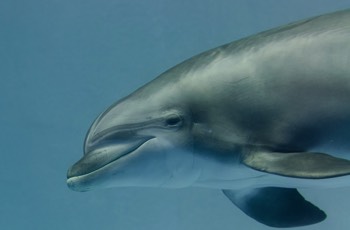 Großer Tümmler - Common Bottlenose Dolphin - Tursiops truncatus