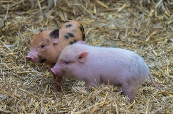  Minischwein - Teacup Pig 