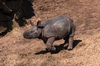 Panzernashorn - Indian Rhinoceros - Rhinoceros unicornis