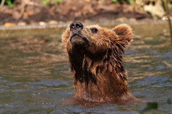 Braunbär - Brown bear -  Ursus arctos