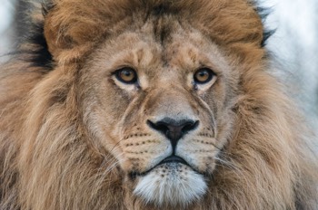 Löwe - Lion - Panthera leo