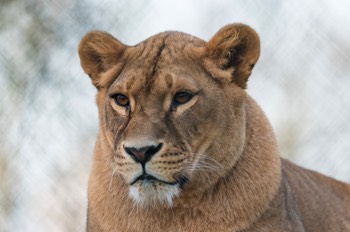 Löwe - Lion - Panthera leo