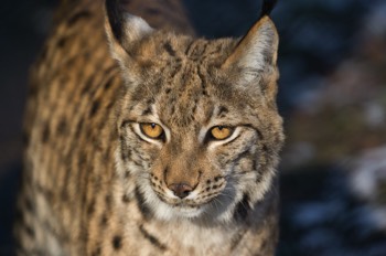 Luchs - Eurasian lynx - Lynx lynx