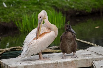 Rosapelikan - Great White Pelican - Pelecanus onocrotalus