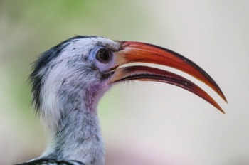 Rotschnabeltoko - northern red-billed hornbill - Tockus erythrorhynchus