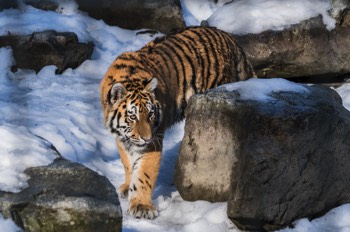 Sibirischer Tiger - Sibirian tiger - Panthera tigris altaica