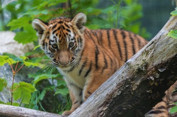 Sibirischer Tiger - Sibirian tiger - Panthera tigris altaica