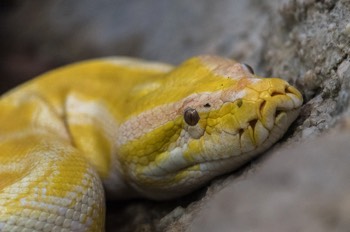 Tigerpython - Indian Rock Python - Python molurus